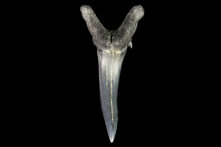 Fossil Sand Tiger Shark Tooth - Georgia #74865